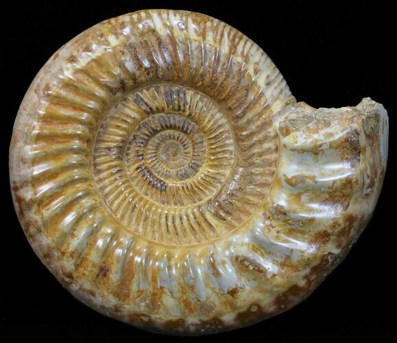 Wide Jurassic Ammonite Fossil - Madagascar #59612